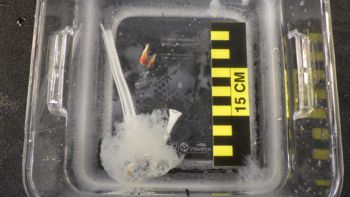 Media type: image;   Invertebrate Zoology 148163 Description: Live specimen.;